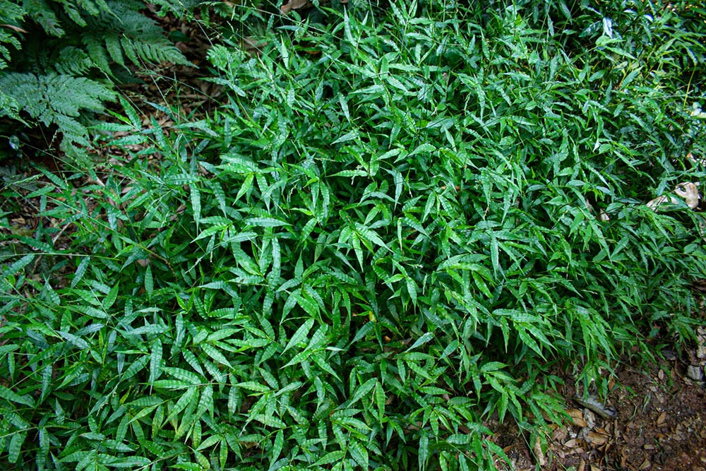 Oplismenus hirtellus Oplismenus hirtellus