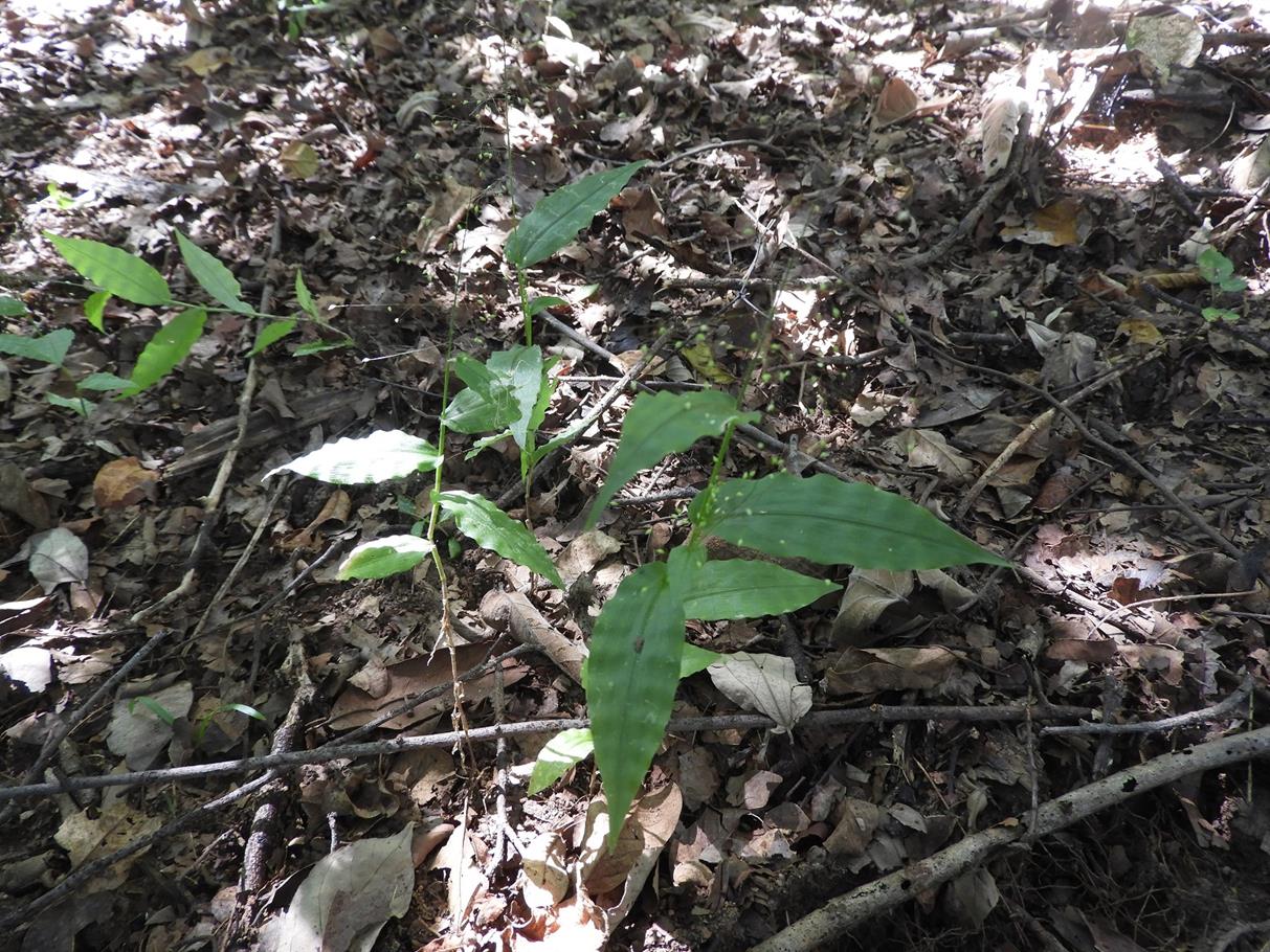 Panicum heterostachyum Panicum heterostachyum