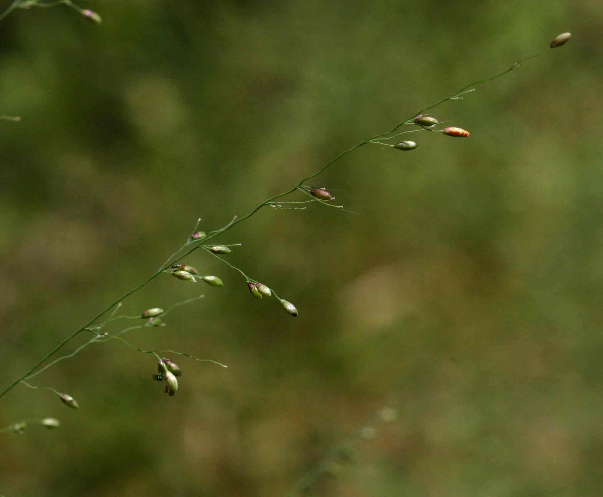 Panicum maximum