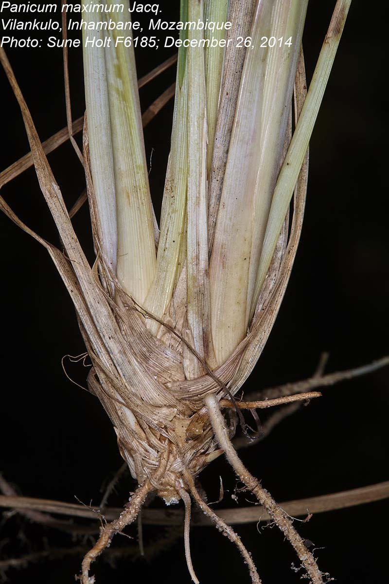Panicum maximum
