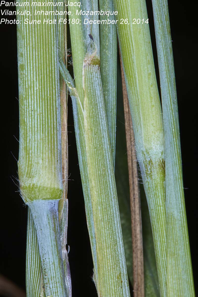 Panicum maximum