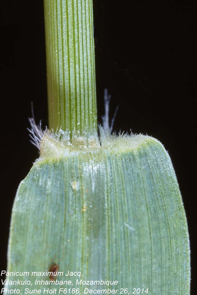 Panicum maximum