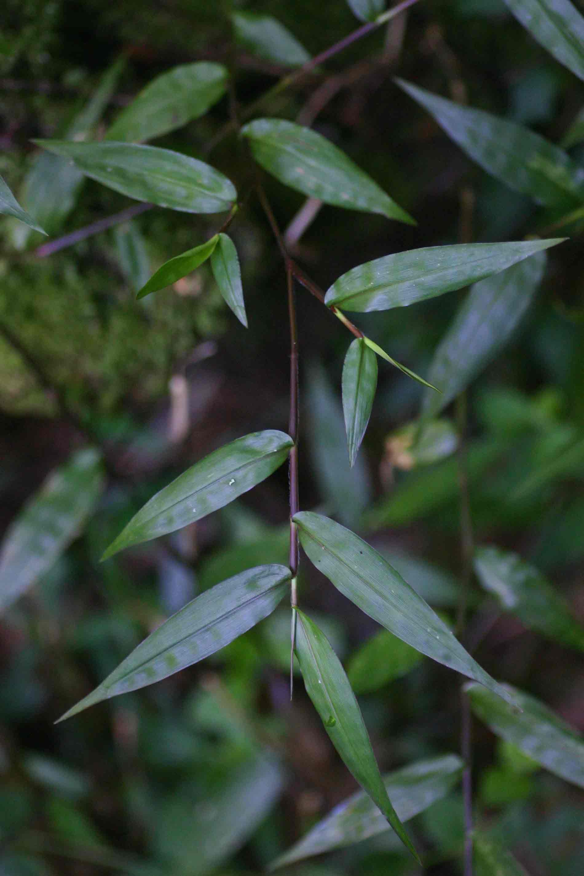 Panicum monticola