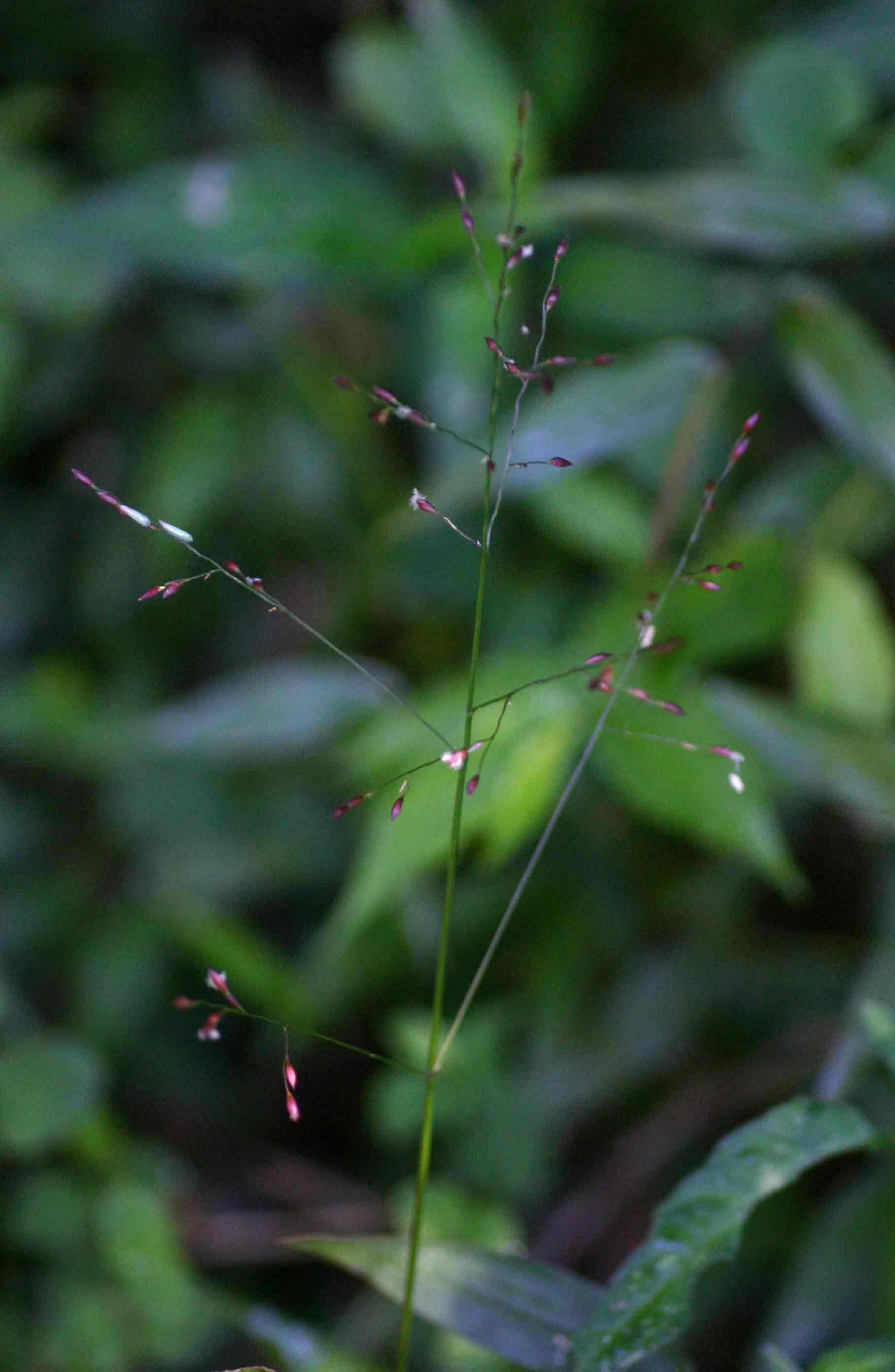 Panicum monticola