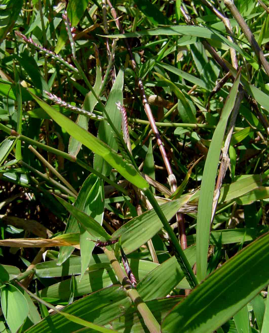 Urochloa arrecta