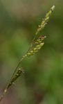 Urochloa bovonei