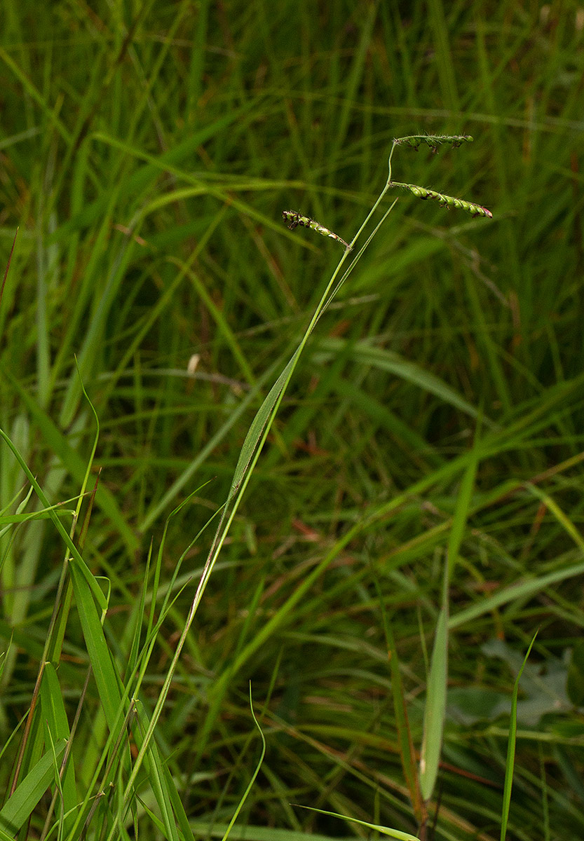 Urochloa brizantha
