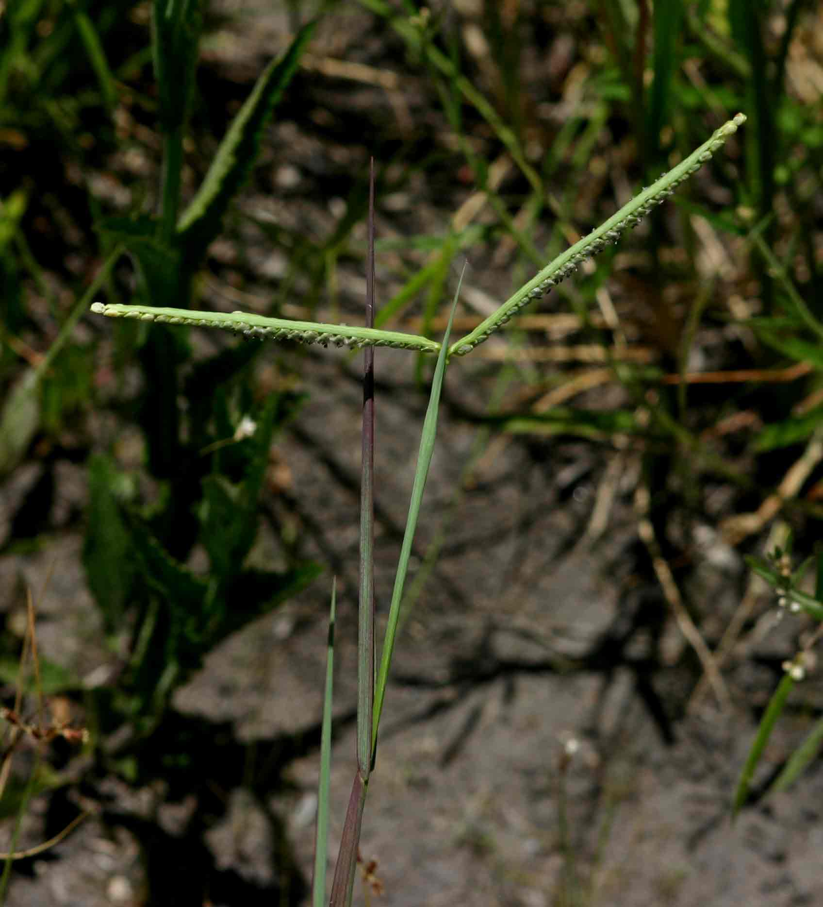 Paspalum scrobiculatum
