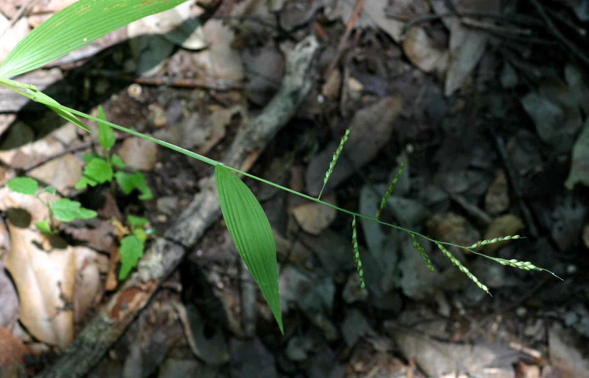 Setaria homonyma Setaria homonyma