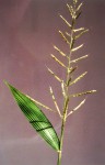Setaria homonyma