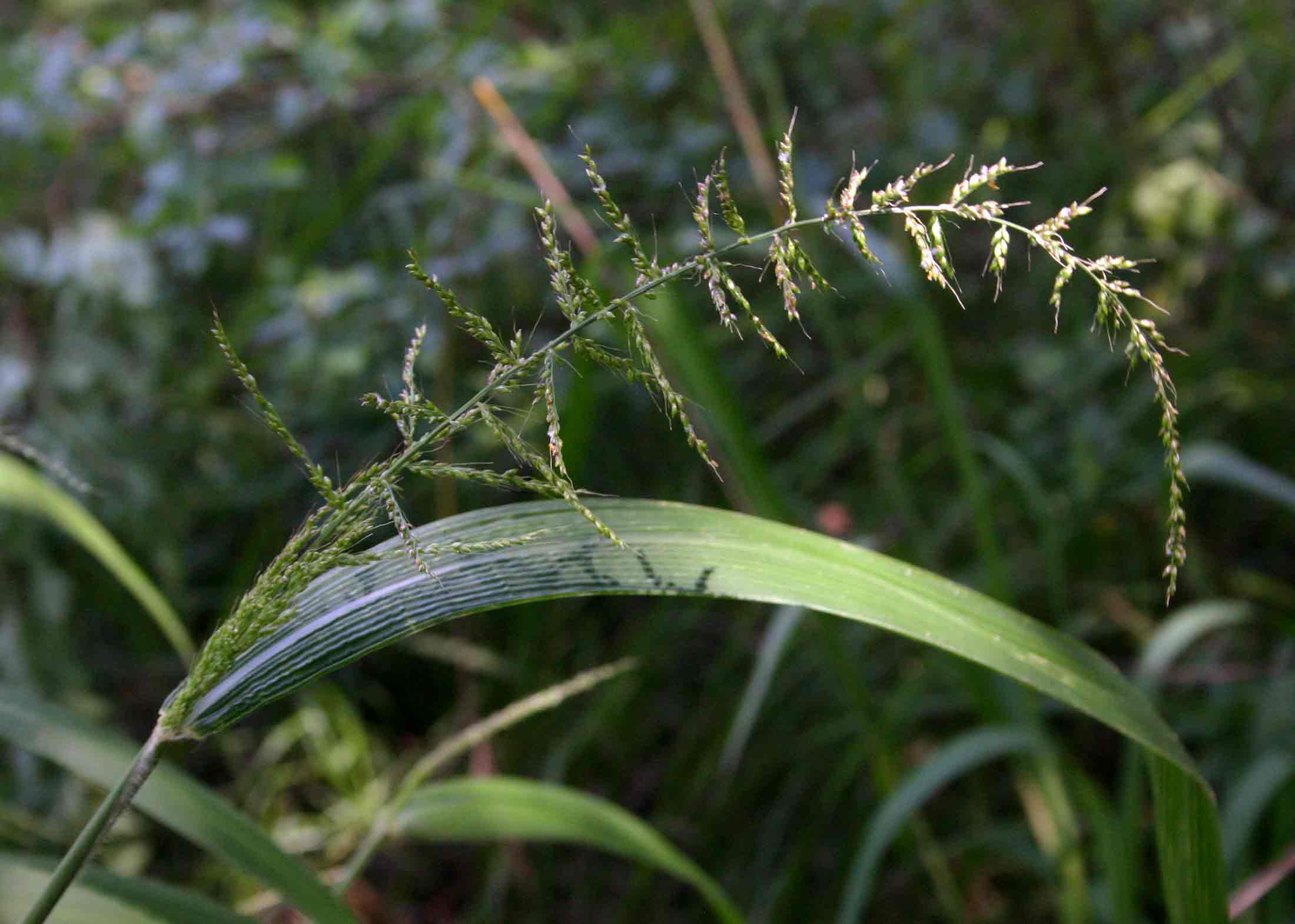 Setaria megaphylla