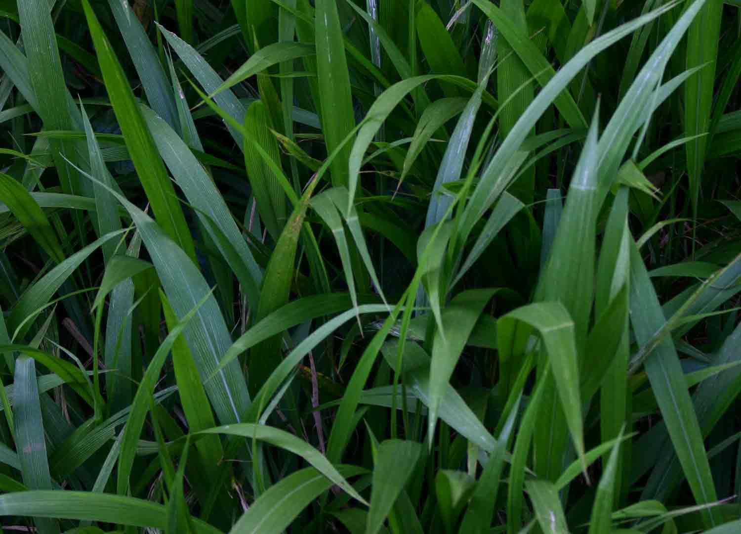 Setaria megaphylla Setaria megaphylla