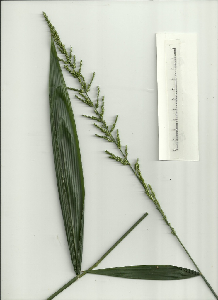 Setaria megaphylla