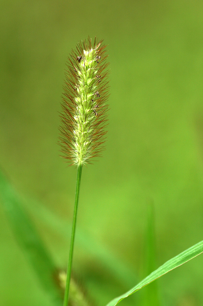 Setaria pumila