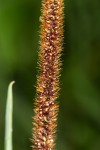Setaria sphacelata