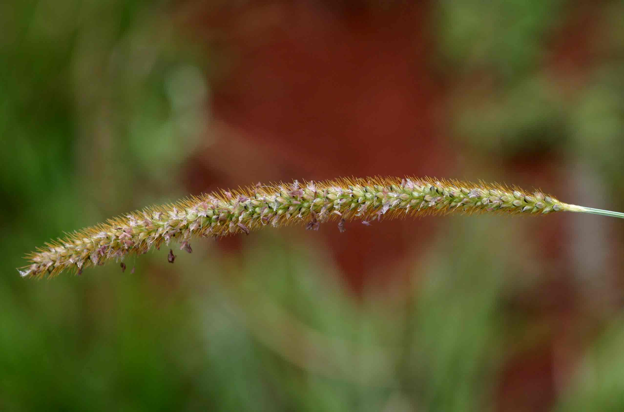Setaria sphacelata Setaria sphacelata