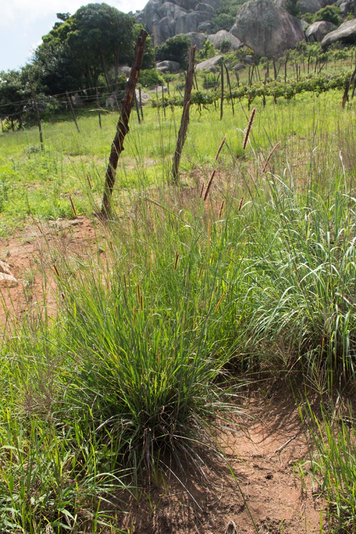 Setaria sphacelata Setaria sphacelata