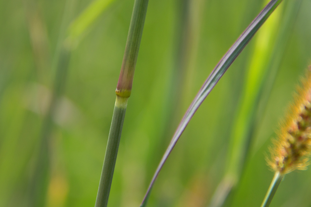 Setaria sphacelata Setaria sphacelata