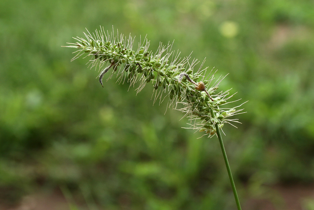 Setaria verticillata