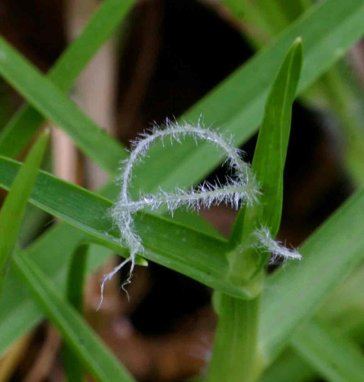 Cenchrus clandestinus