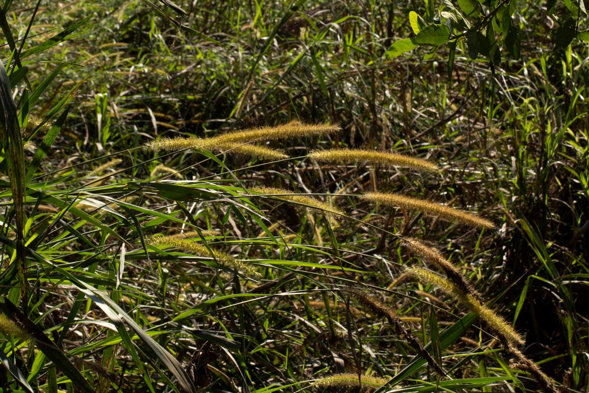 Cenchrus purpureus Cenchrus purpureus