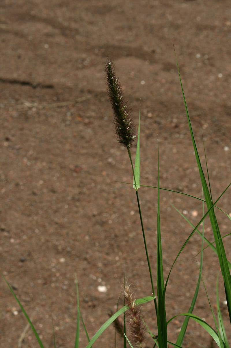 Cenchrus ciliaris Cenchrus ciliaris