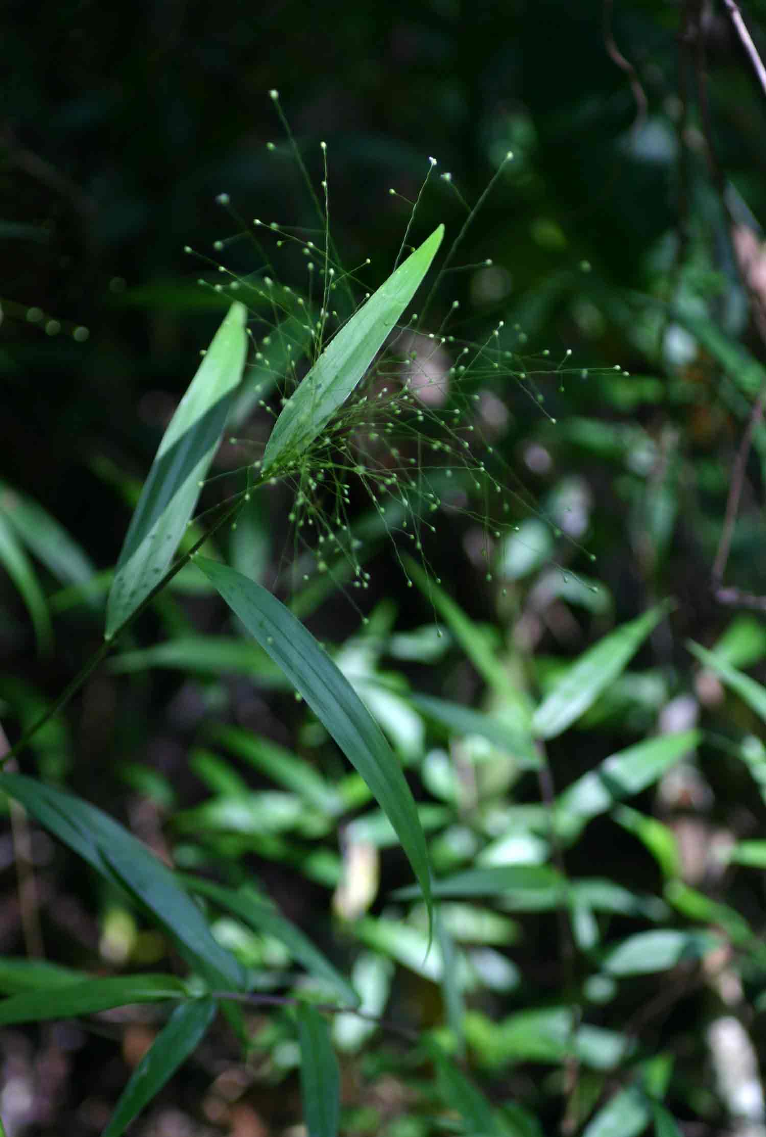 Isachne mauritiana Isachne mauritiana