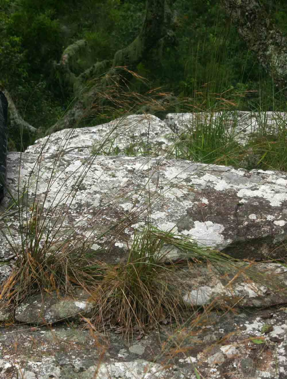 Loudetia simplex Loudetia simplex