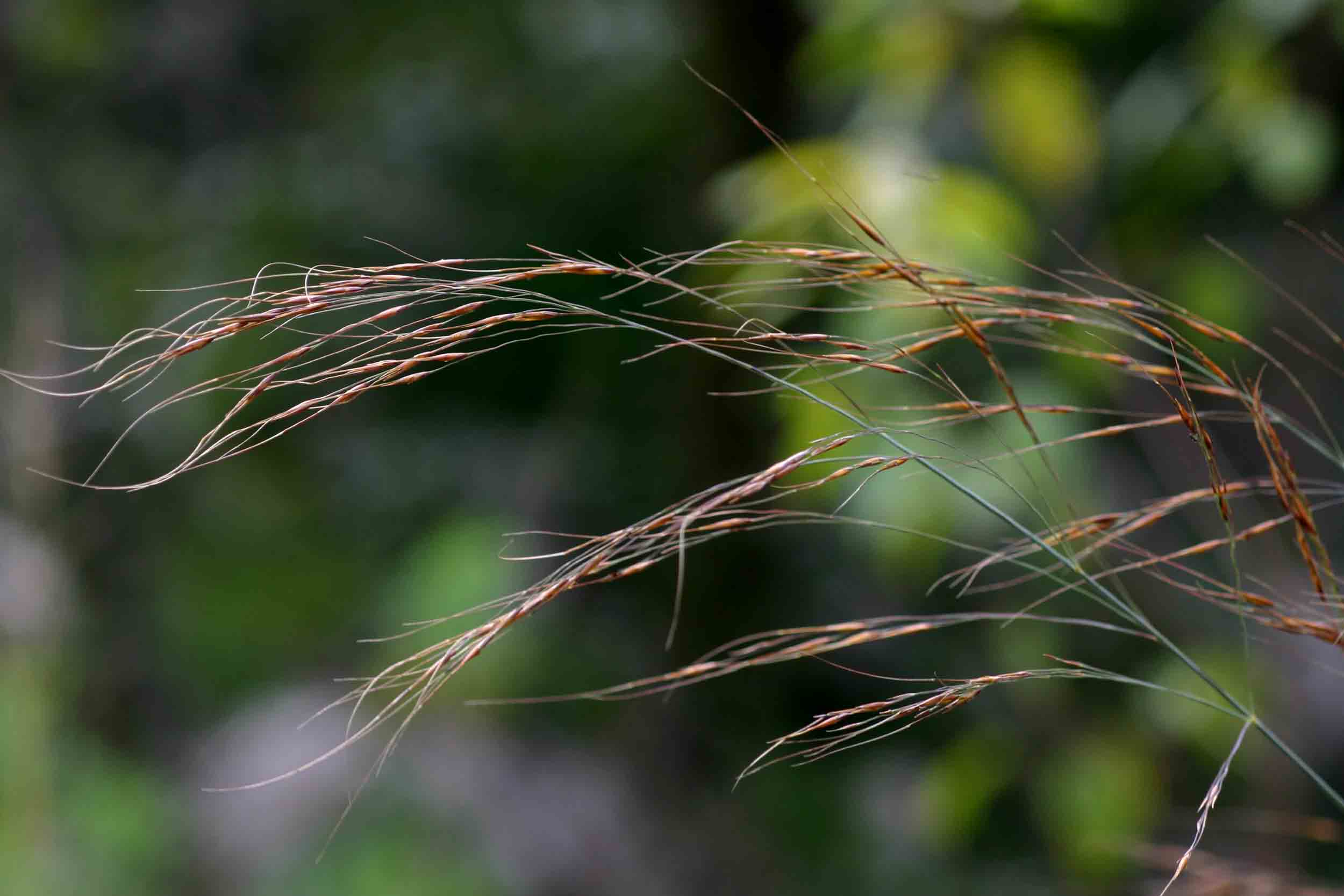 Loudetia simplex Loudetia simplex