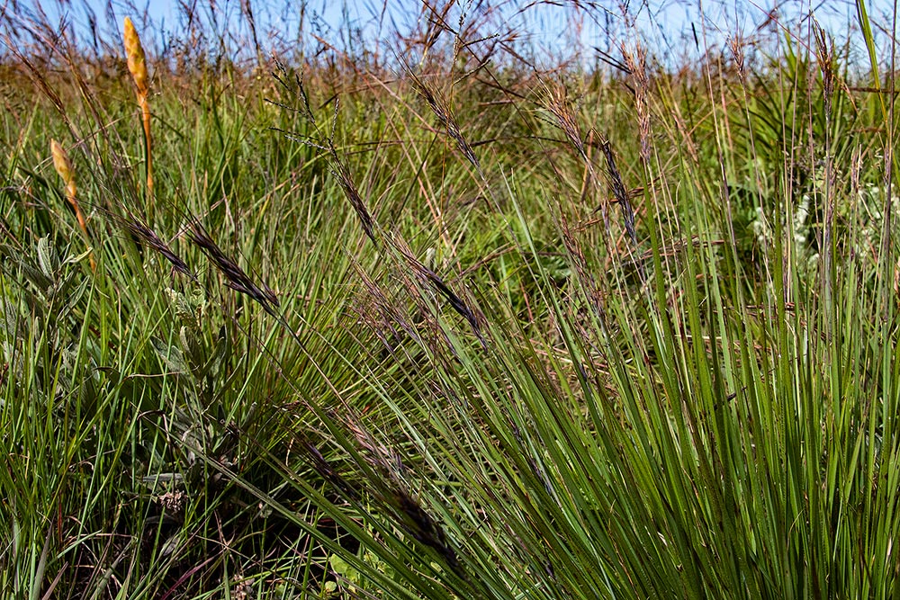 Loudetia simplex Loudetia simplex