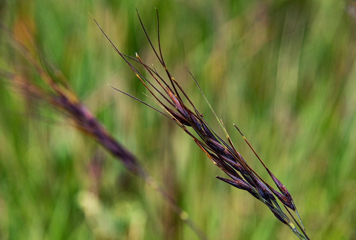 Loudetia simplex Loudetia simplex