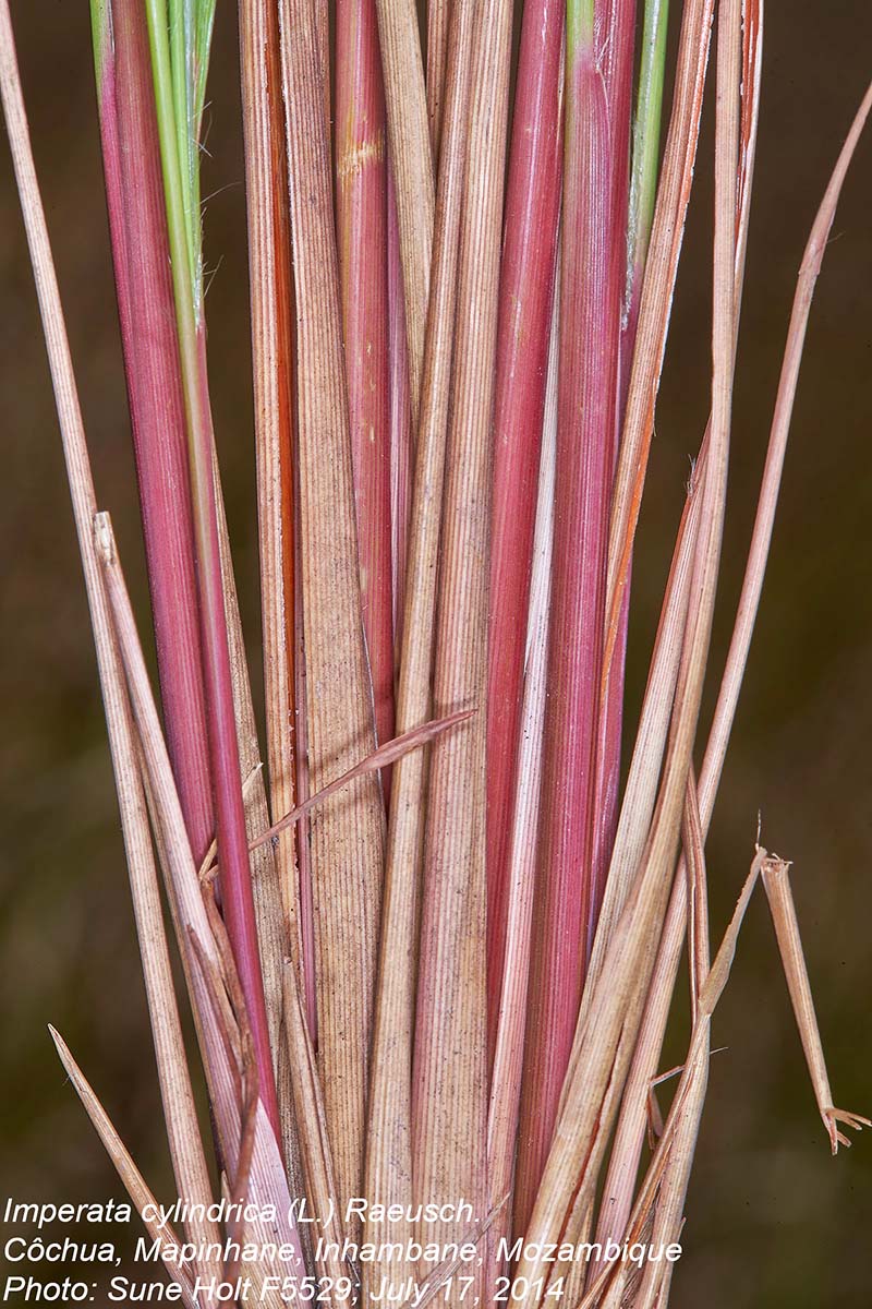 Imperata cylindrica