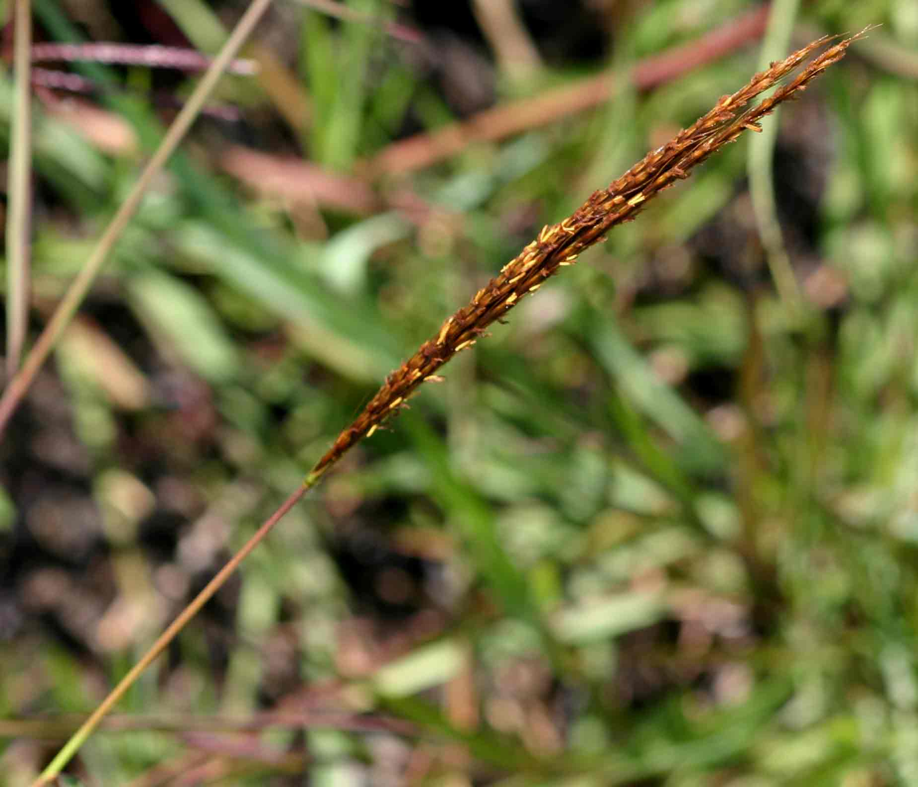 Eulalia aurea Eulalia aurea