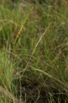 Trachypogon spicatus