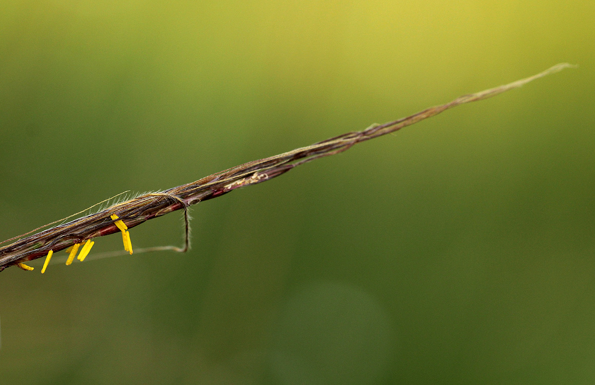 Trachypogon spicatus