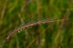 Trachypogon spicatus
