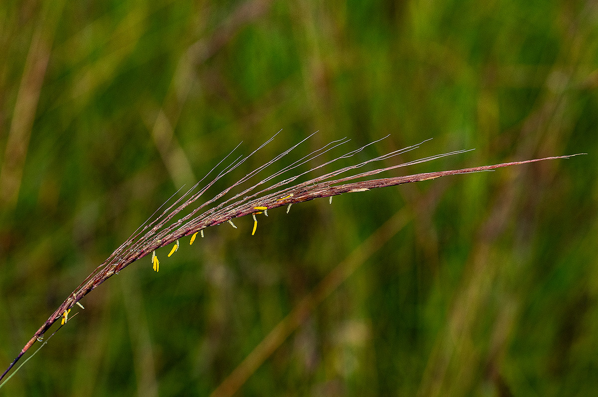 Trachypogon spicatus