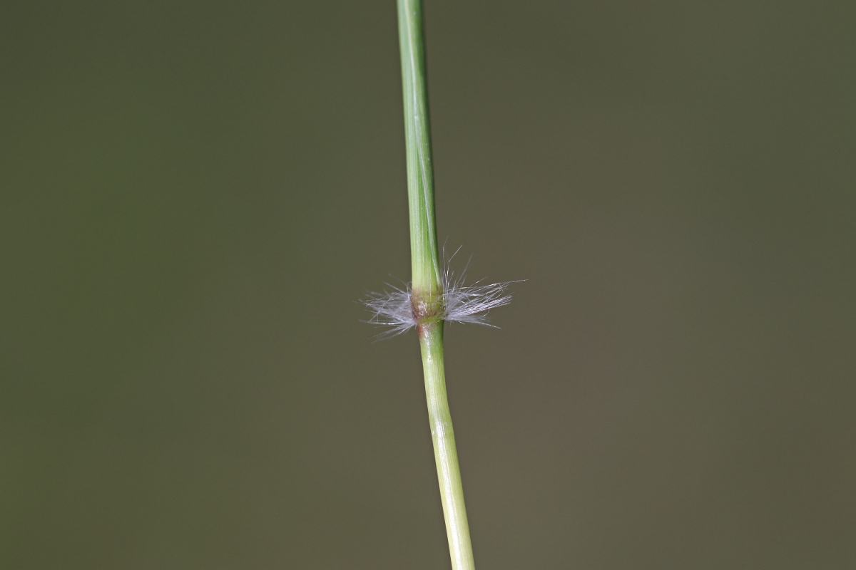 Bothriochloa insculpta Bothriochloa insculpta