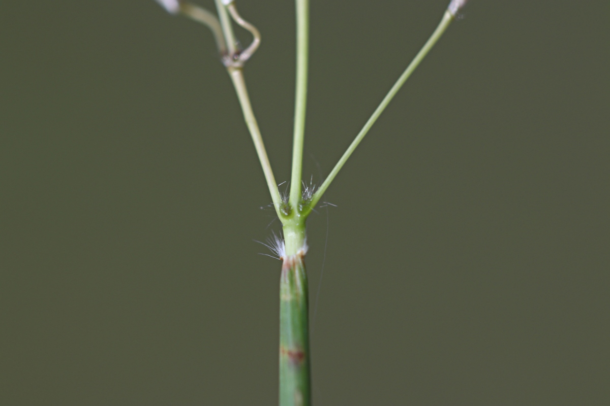 Bothriochloa insculpta