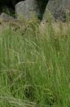 Heteropogon contortus