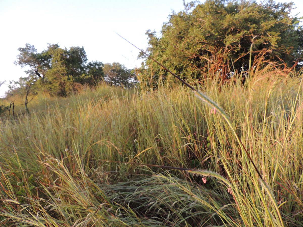 Heteropogon contortus