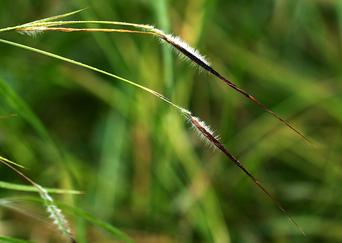 Heteropogon contortus Heteropogon contortus