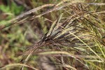 Heteropogon contortus