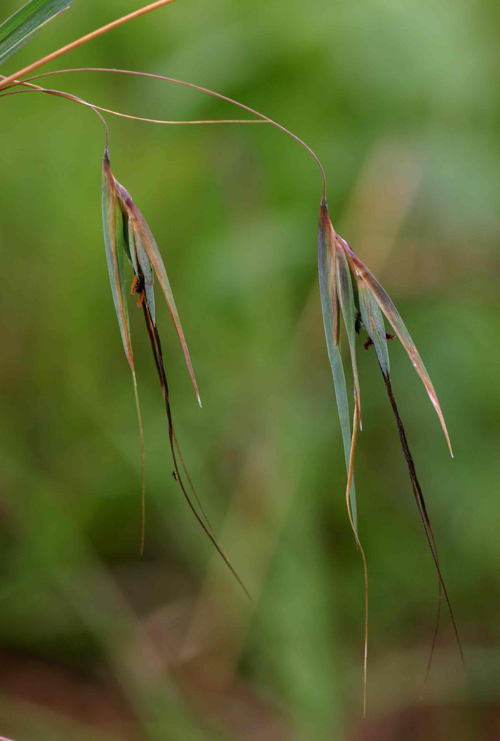 Themeda triandra
