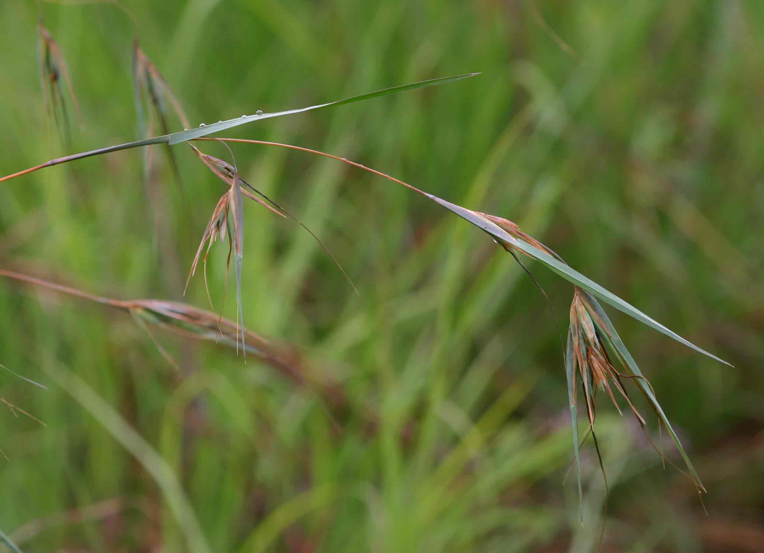 Themeda triandra Themeda triandra