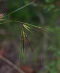 Themeda triandra