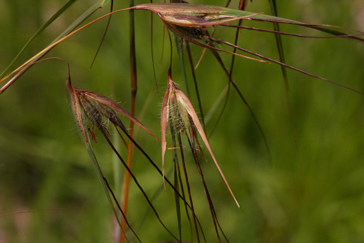 Themeda triandra Themeda triandra