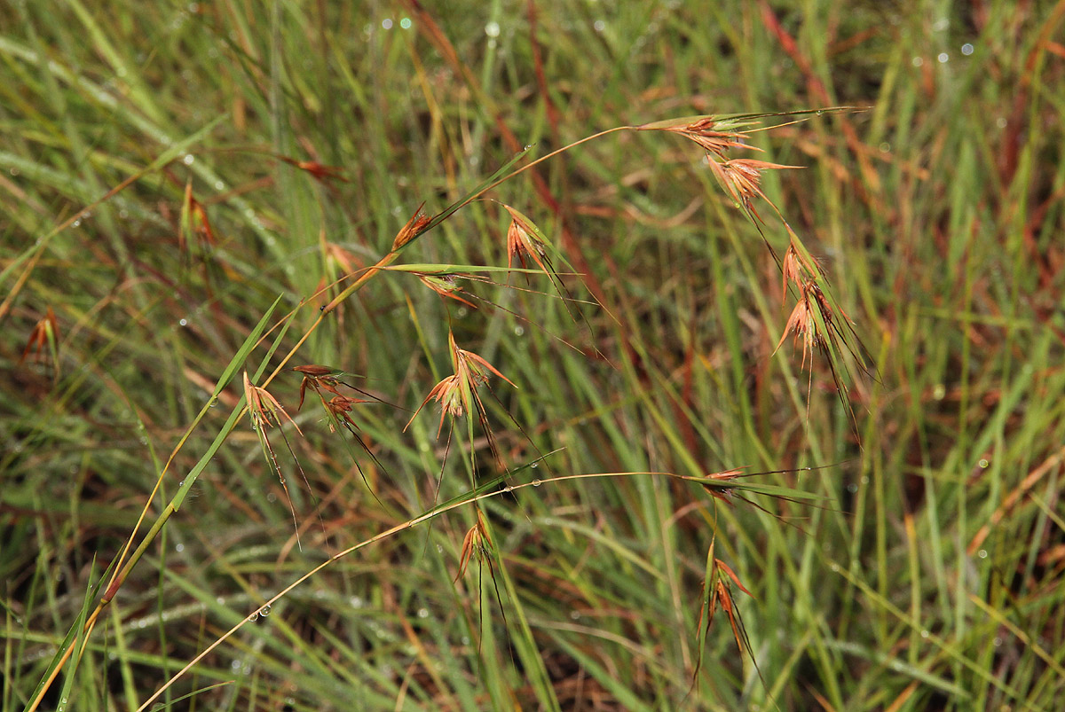Themeda triandra