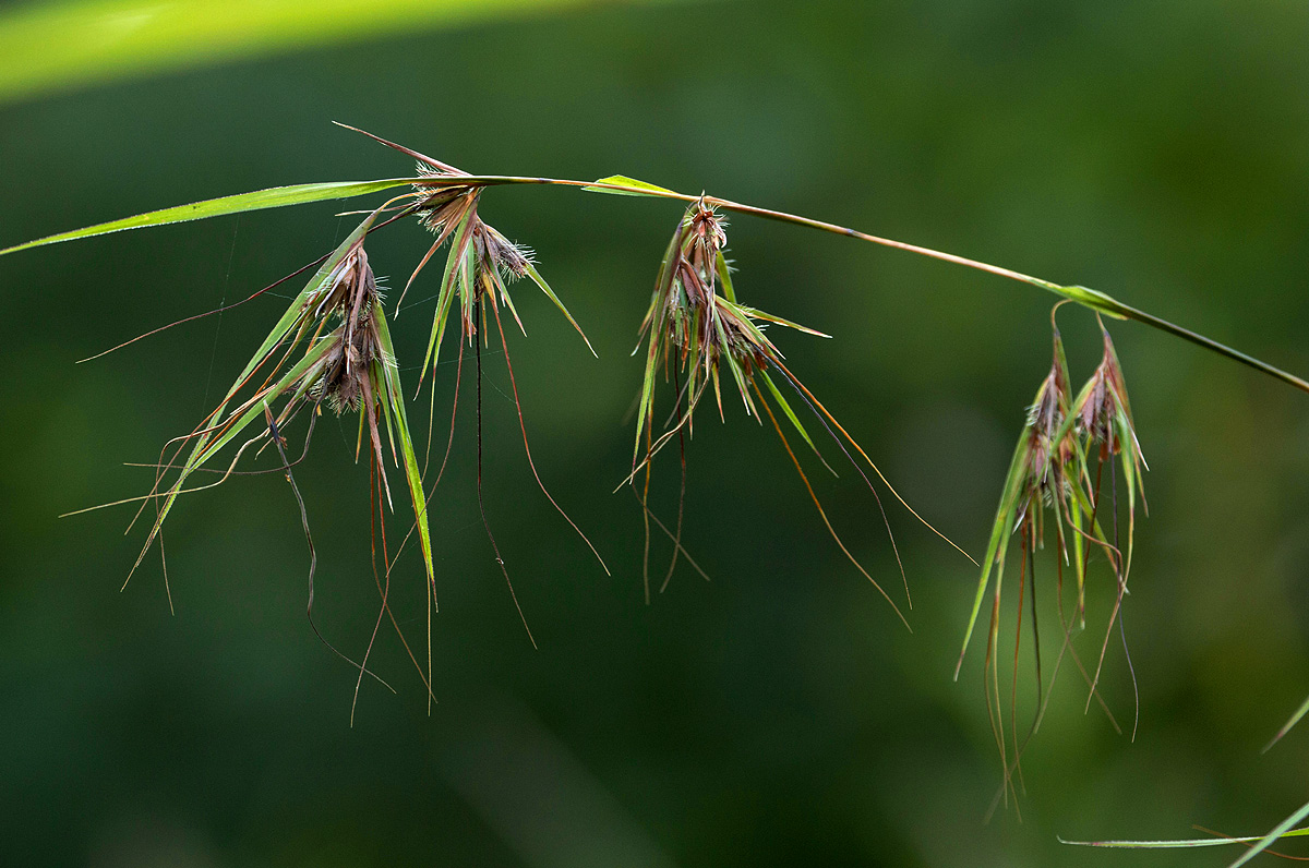 Themeda triandra