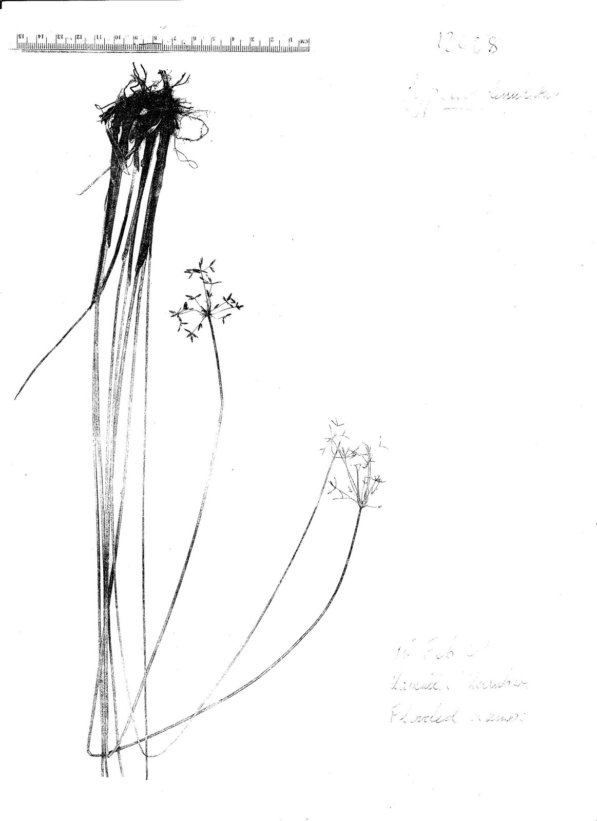 Cyperus denudatus